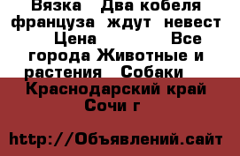  Вязка ! Два кобеля француза ,ждут  невест.. › Цена ­ 11 000 - Все города Животные и растения » Собаки   . Краснодарский край,Сочи г.